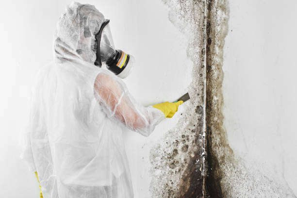 Mold Removal Process in Lacey, WA