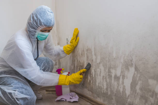 Best Local Mold Removal Service  in Lacey, WA
