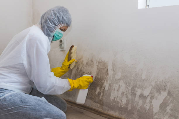 Best Commercial Mold Removal  in Lacey, WA