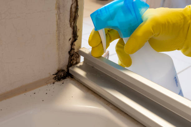 Best Affordable Mold Removal  in Lacey, WA