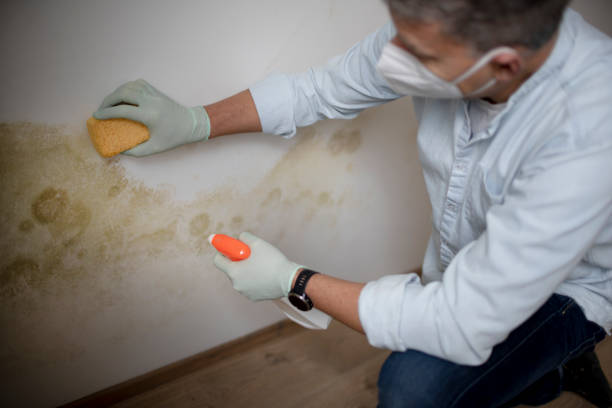 Best Attic Mold Removal  in Lacey, WA