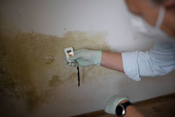 Best Emergency Mold Removal  in Lacey, WA
