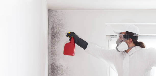 Best Same-Day Mold Removal  in Lacey, WA