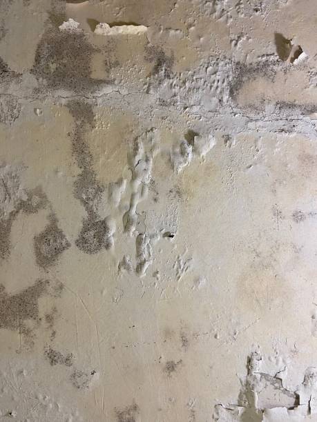 Best Residential Mold Removal  in Lacey, WA