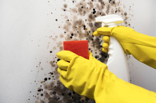 Best Mold Removal Process  in Lacey, WA