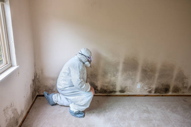 Best Mold Cleaning Services  in Lacey, WA