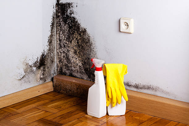 Best Mold Testing  in Lacey, WA