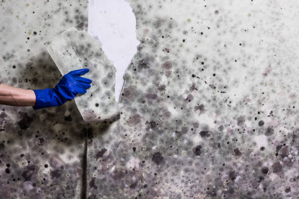Best Crawl Space Mold Removal  in Lacey, WA