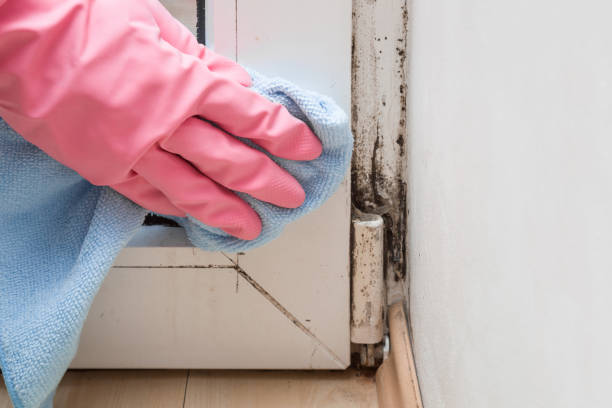 Best Fast Mold Removal  in Lacey, WA