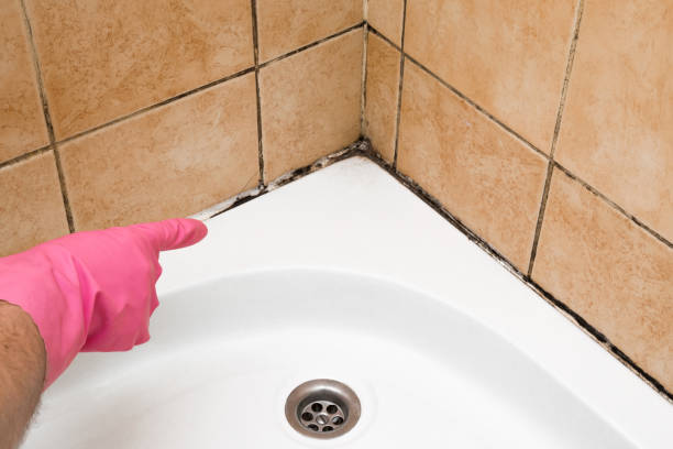 Trusted Lacey, WA Mold Removal Experts